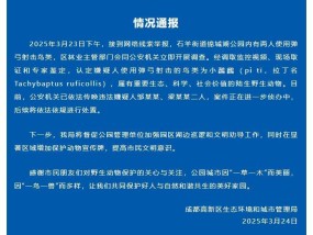 两男子公园内使用弹弓射击小鸊鷉，成都通报：二人已被警方传唤