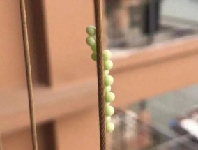 看到这种可爱“小绿球”，千万别碰
