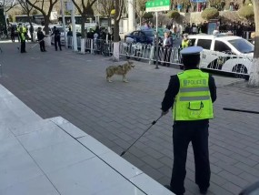 甘肃白银动物园一只狼跑上大街后被围捕送回，负责人：不是纯种狼，怕人
