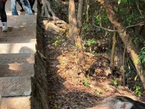 深圳梧桐山野猪接受游客投喂“眼神清澈”，野救中心：受威胁会防御，不建议投喂