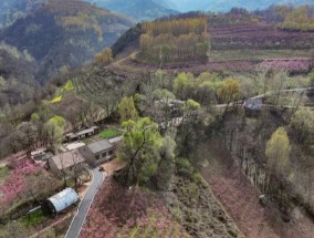 【乡路上，感受脉动中国】远山花开激活“春日经济”阡陌交通描绘振兴图景
